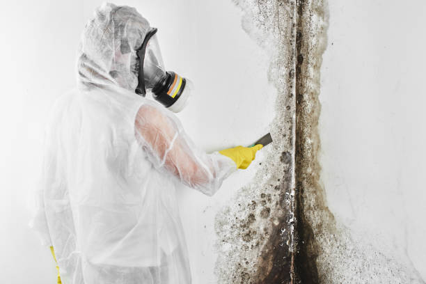 Best Local Mold Removal Service  in Arkansas City, KS