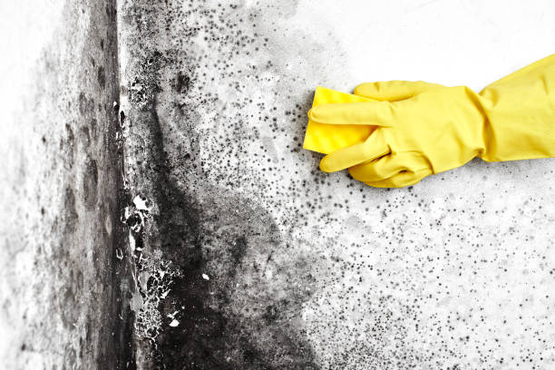 Attic Mold Removal in Arkansas City, KS
