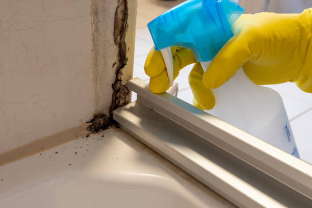 Best Certified Mold Removal  in Arkansas City, KS