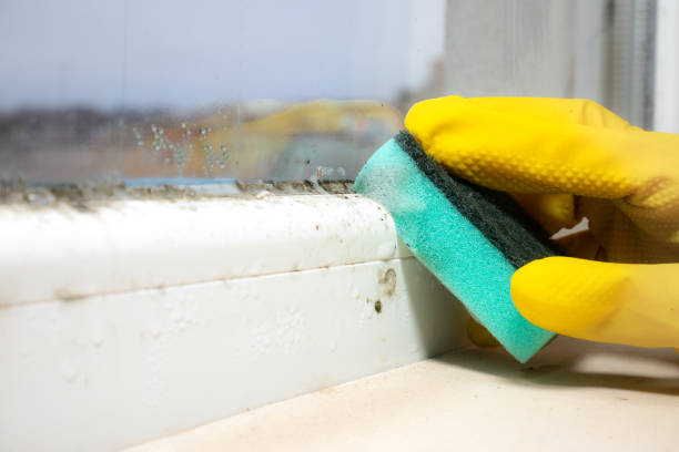 Best Fast Mold Removal  in Arkansas City, KS