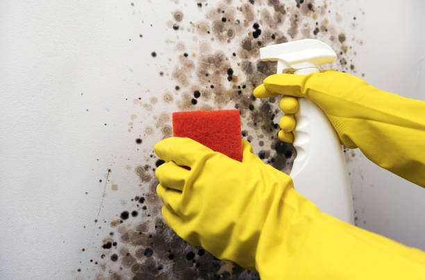 Certified Mold Removal in Arkansas City, KS