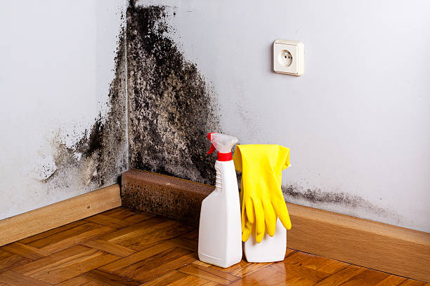 Best Same-Day Mold Removal  in Arkansas City, KS