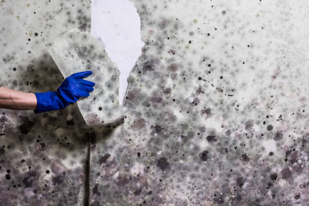 Best Mold Removal Specialists  in Arkansas City, KS