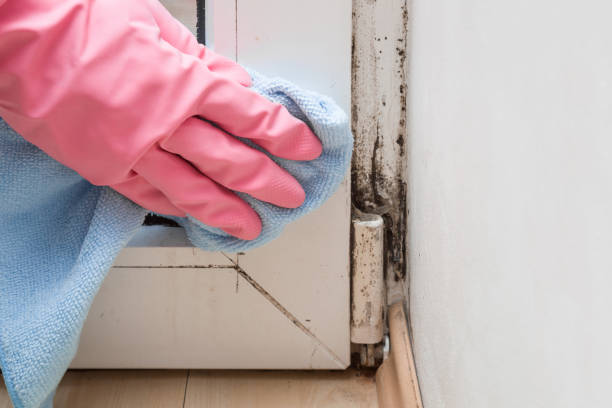 Best Home Mold Removal  in Arkansas City, KS