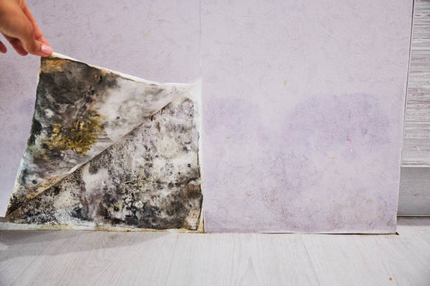 Arkansas City, KS Mold Removal Company